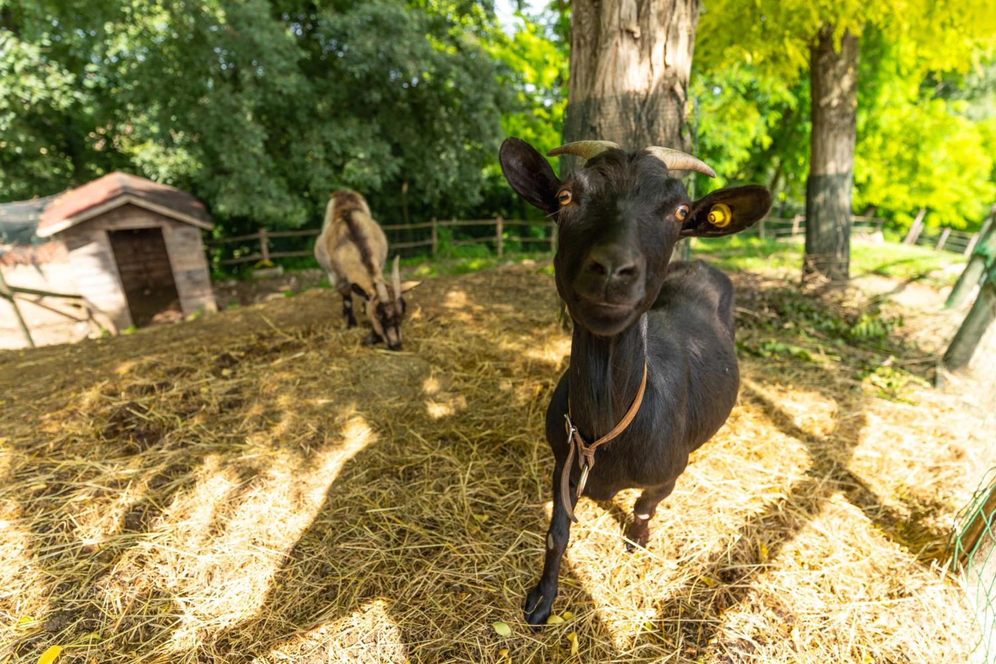 Agriturismo Colle Dei Pivi Ponti sul Mincio Dış mekan fotoğraf